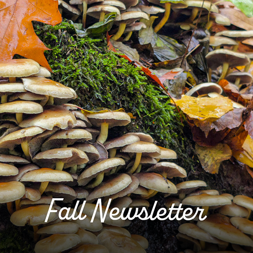 Welcome to the Fall Newsletter!
